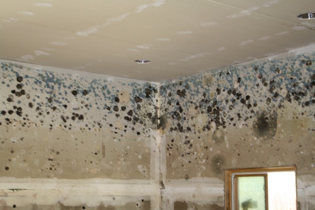 Mold spots covering the upper walls of an empty room